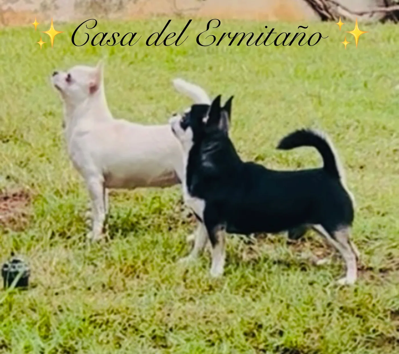 Billy (Multi Ch Razzle-Dazzle) y Sara (Casa del Ermitaño Passione), embarazada, padres de la segunda camada, juntos en el jardín