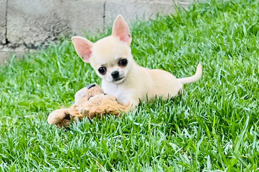 Cachorro de Chihuahua de pelo corto crema jugando con un peluche en el jardín del criadero Casa del Ermitaño