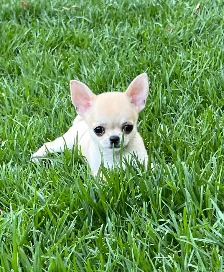 Cachorro de Chihuahua tumbado en la hierba, criado en casa en Sitges