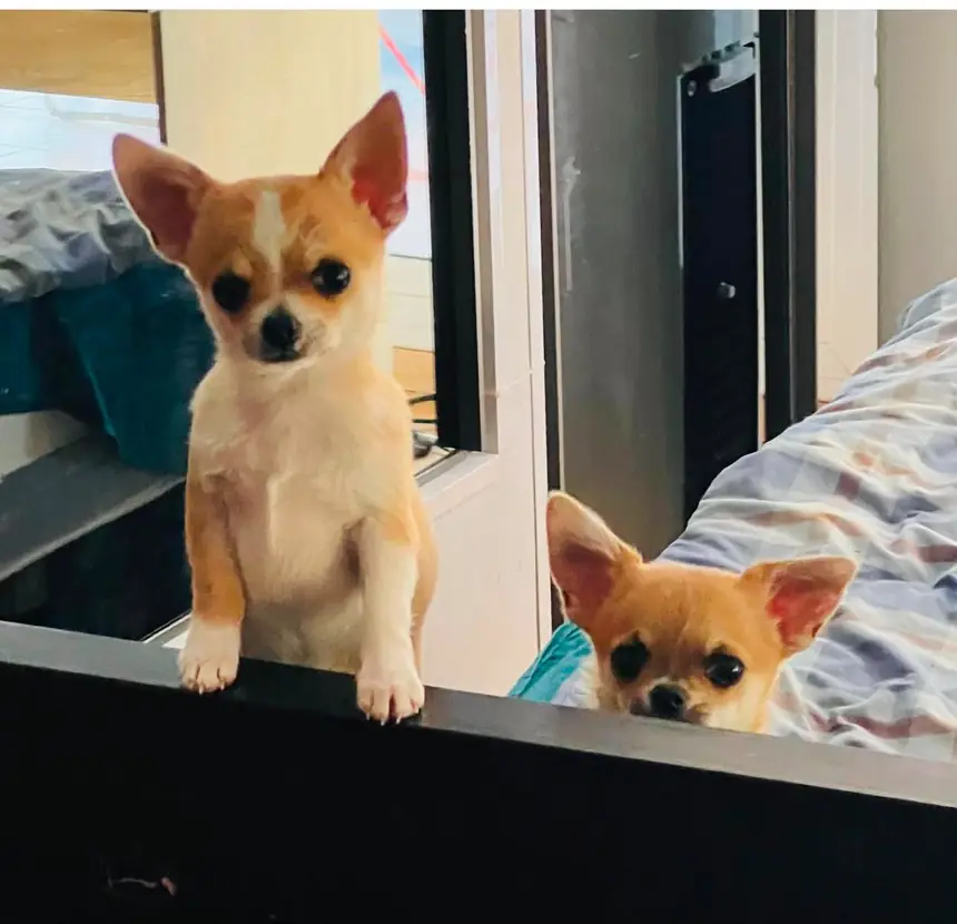 Dos cachorros de Chihuahua de Casa del Ermitaño asomados juntos