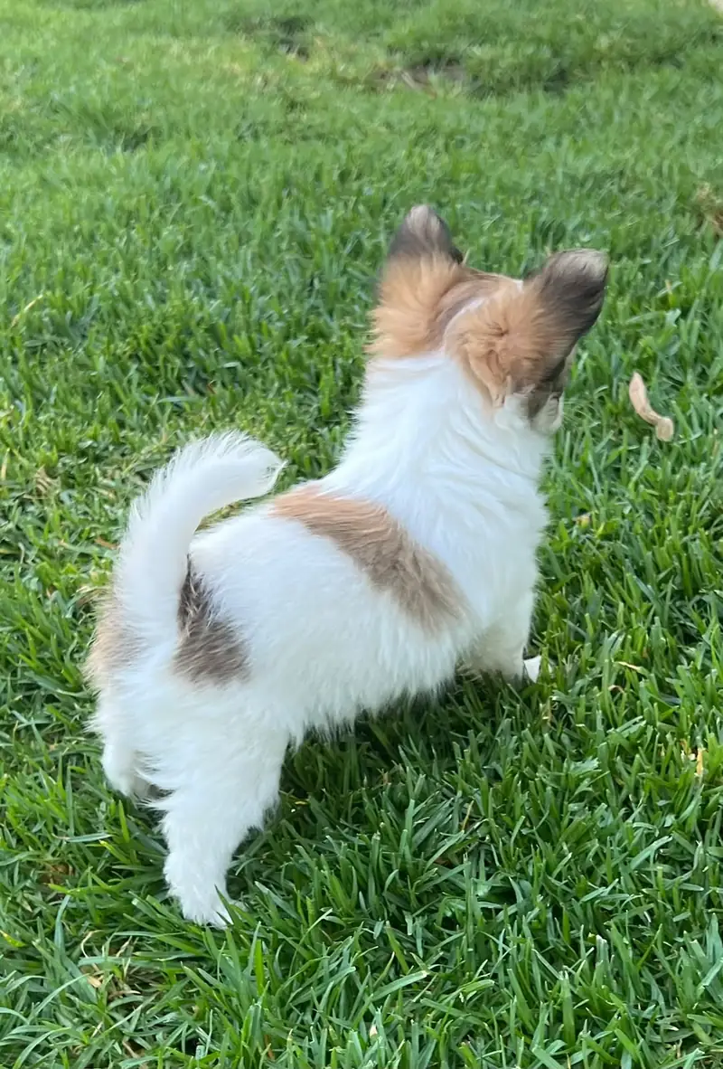 Cachorro de Chihuahua de pelo largo blanco y leonado en el jardín