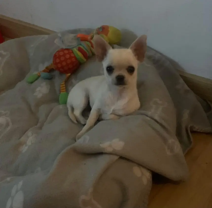 Cachorro de Chihuahua descansando sobre una manta con sus juguetes