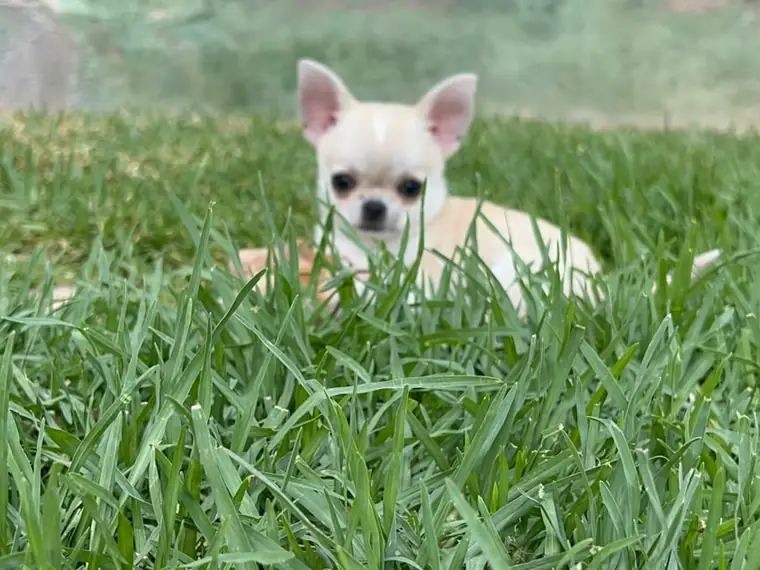 Cachorro de Chihuahua entre la hierba alta del jardín del criadero