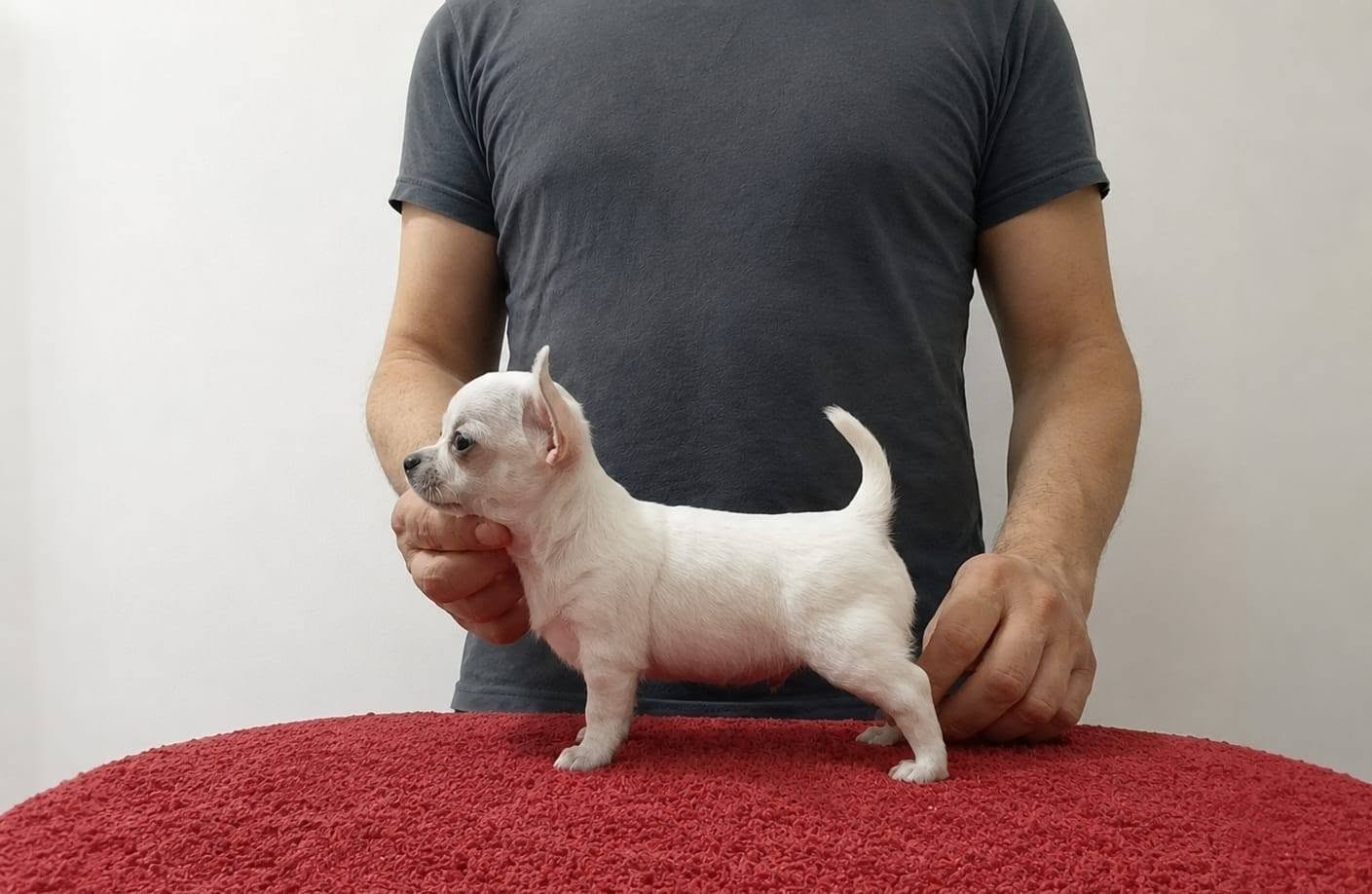 Cachorro de Chihuahua de pelo corto blanco con pedigrí del criadero en Barcelona