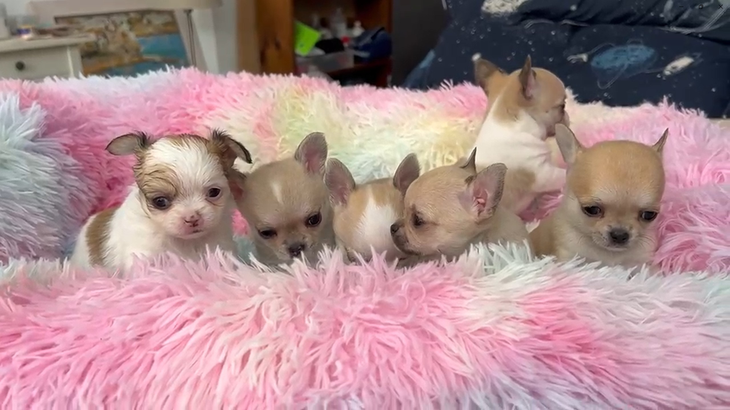 Camada de cachorros de Chihuahua disponibles en el criadero de Barcelona Casa del Ermitaño