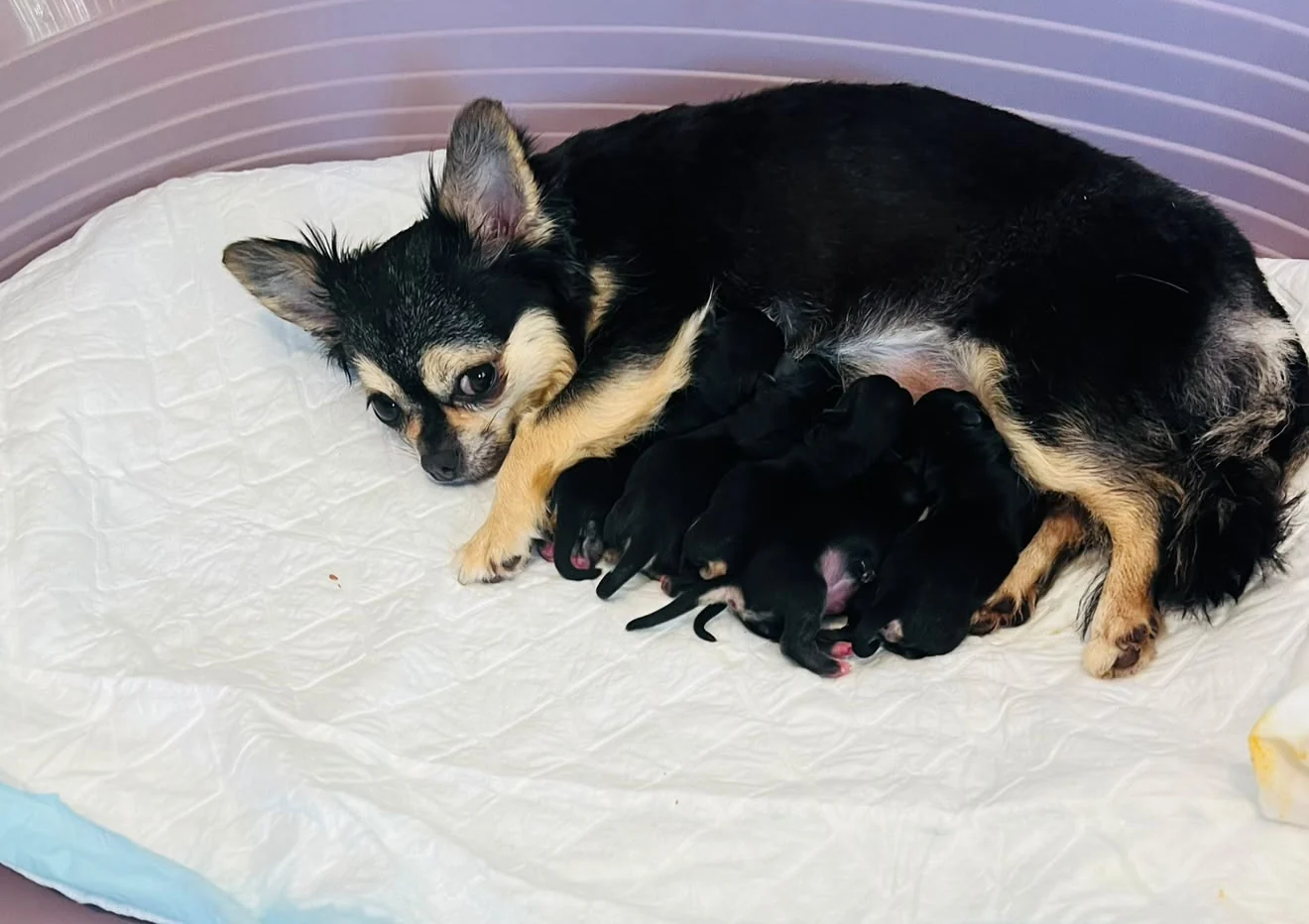 Cachorros de Chihuahua recién nacidos mamando junto a su madre, Casa del Ermitaño Waka Waka, en el criadero de Barcelona