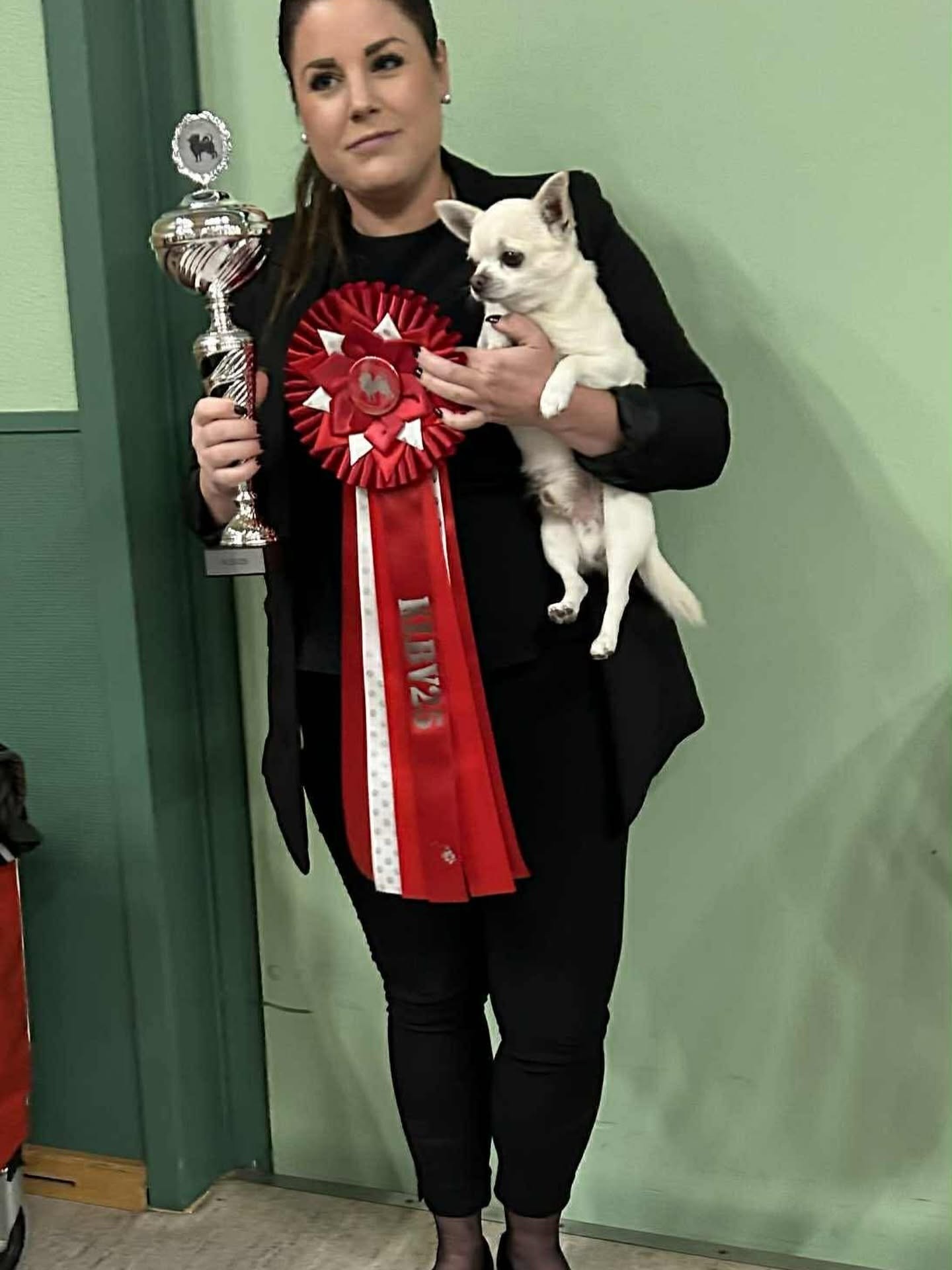 Chihuahua de pelo corto campeón de Dinamarca 2025, criadero Casa del Ermitaño