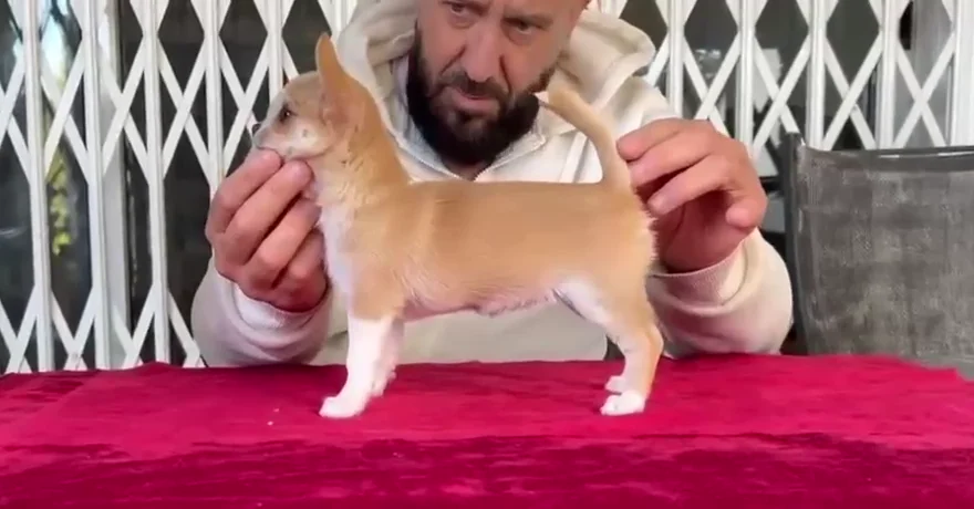 Eduardo Mangas presentando en la mesa a Venus Casa del Ermitaño, Chihuahua de pelo corto de su criadero y Campeona Cachorro de Austria 2026