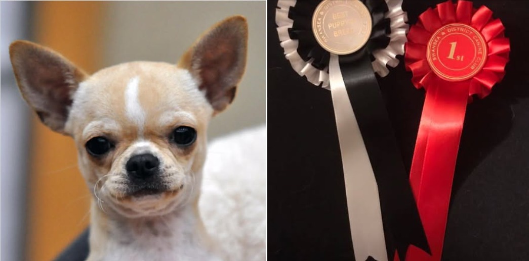 Chihuahua Freddie, Best Puppy in Breed en Reino Unido, criadero Casa del Ermitaño