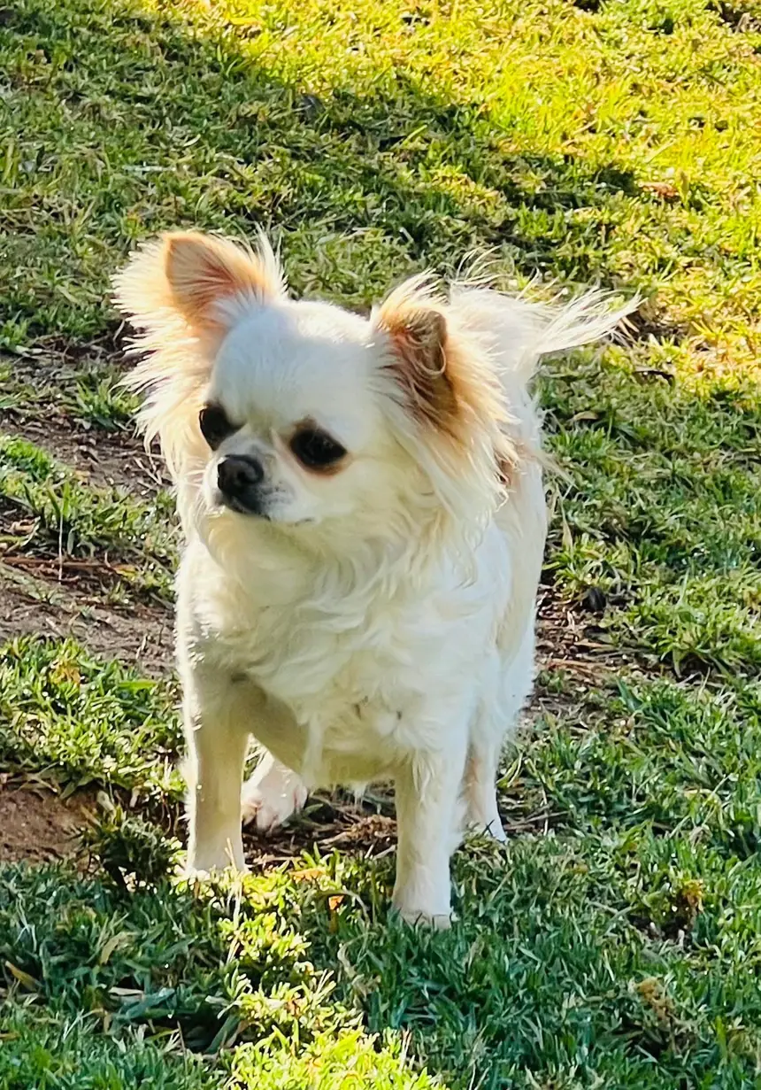Casa del Ermitaño Bomba, hembra reproductora de Chihuahua de pelo largo crema, de líneas americanas Dartan y Destiny's