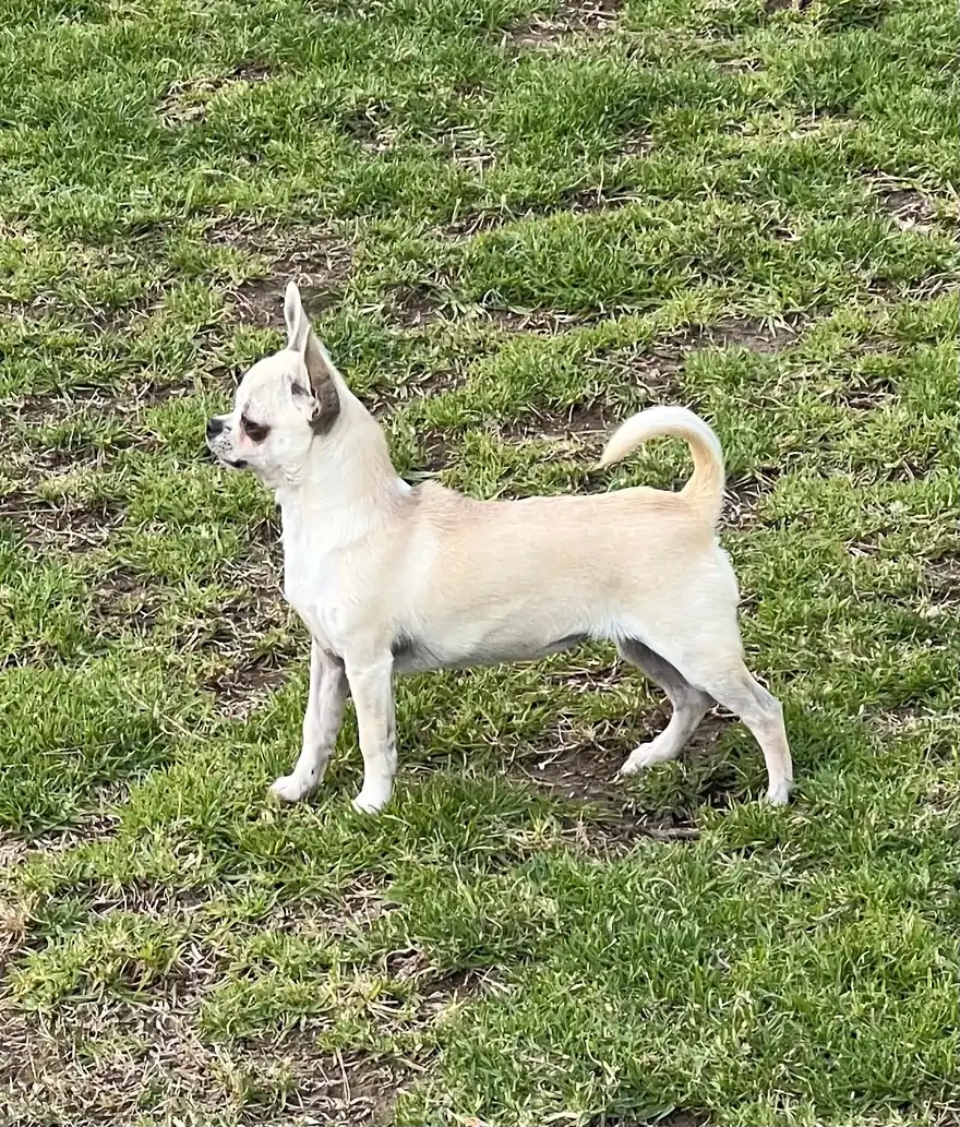 Casa del Ermitaño Loba, hembra reproductora de Chihuahua de pelo corto crema, con las mejores líneas rusas del criadero Helenas Band