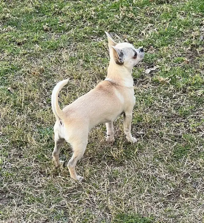 Casa del Ermitaño Loba de pie sobre la hierba, Chihuahua de pelo corto de líneas rusas