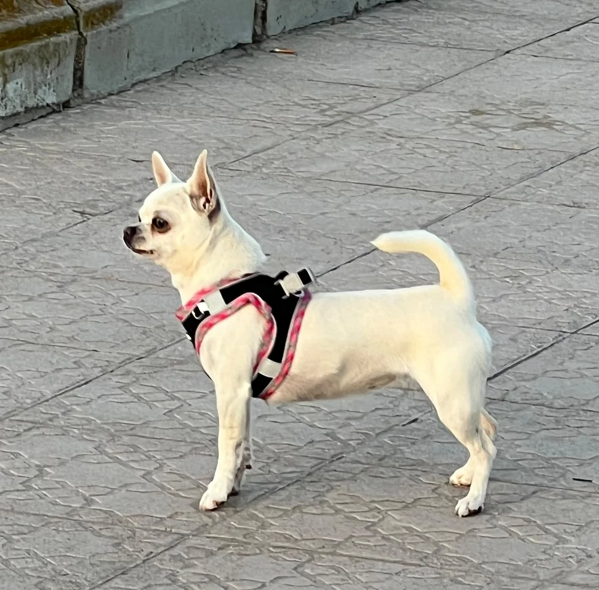 Casa del Ermitaño Passione, hembra reproductora de Chihuahua de pelo corto blanca, de líneas 100% inglesas