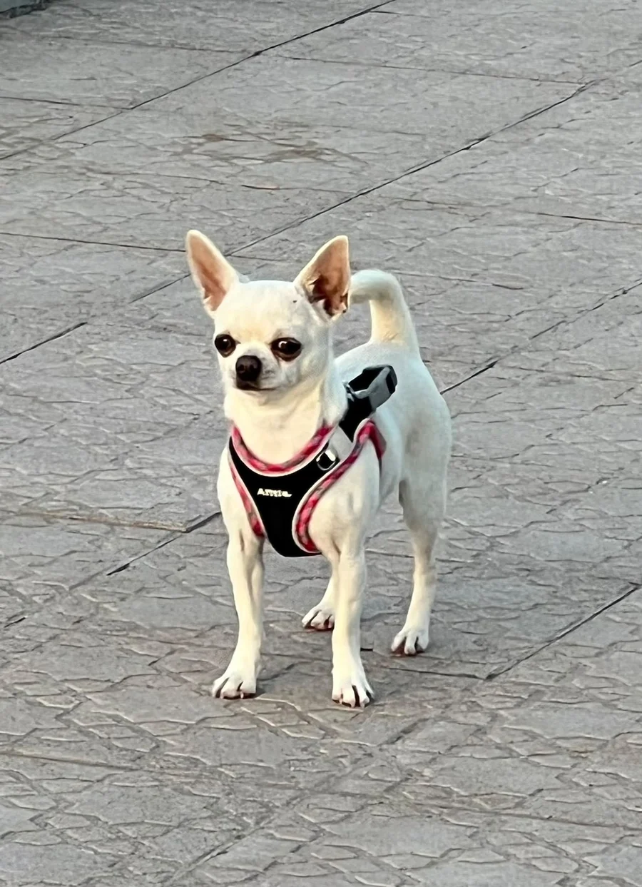 Casa del Ermitaño Passione de frente, Chihuahua de pelo corto con pedigrí inglés