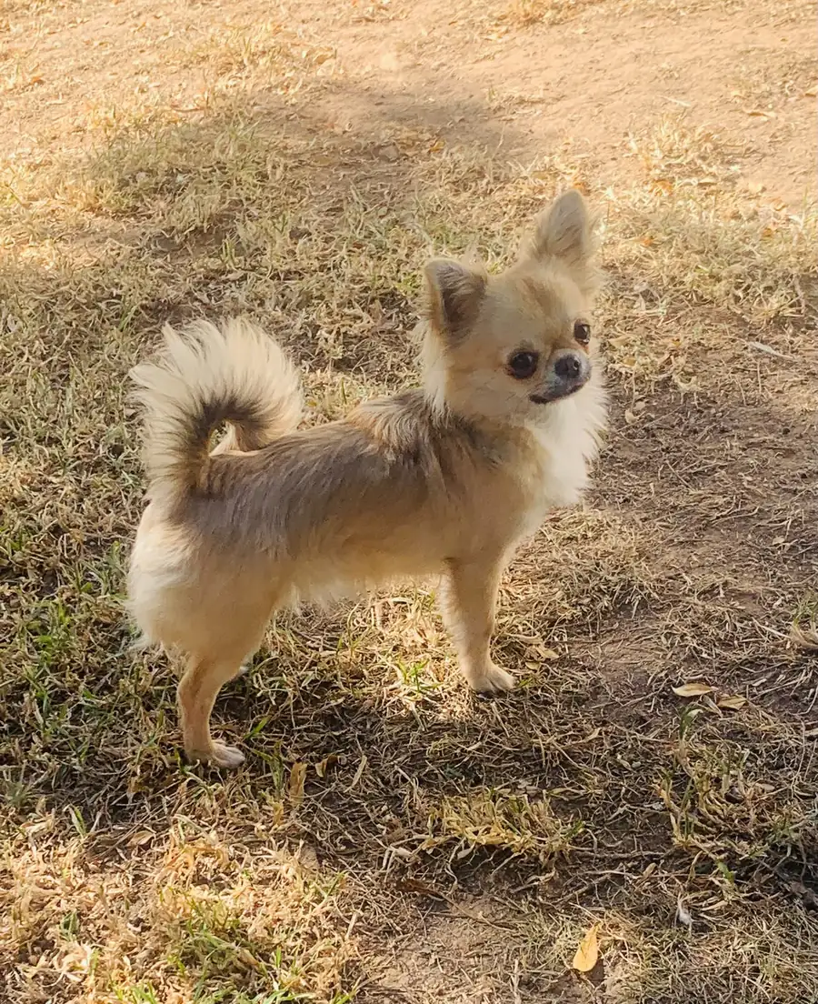 Sibirskiy Brend Shakira, hembra de Chihuahua de pelo largo leonado procedente de Siberia, reproductora del criadero Casa del Ermitaño