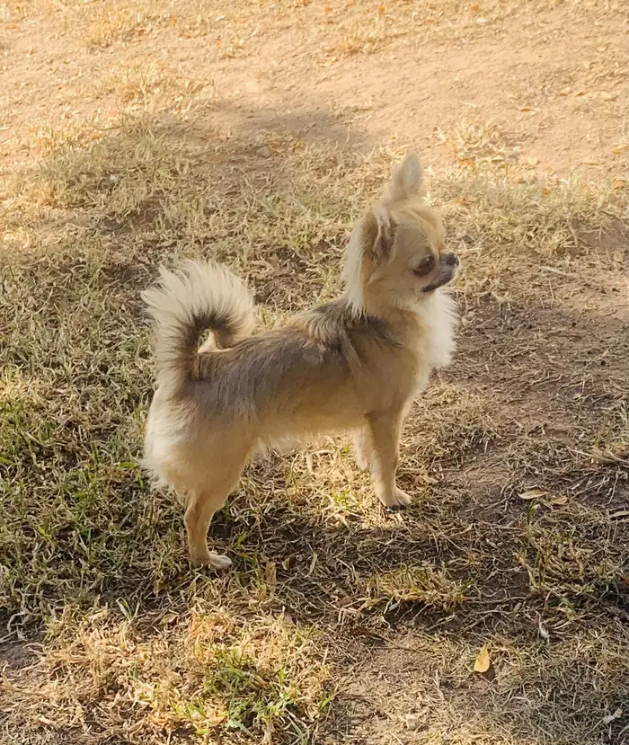 Sibirskiy Brend Shakira de perfil, Chihuahua de pelo largo de líneas rusas
