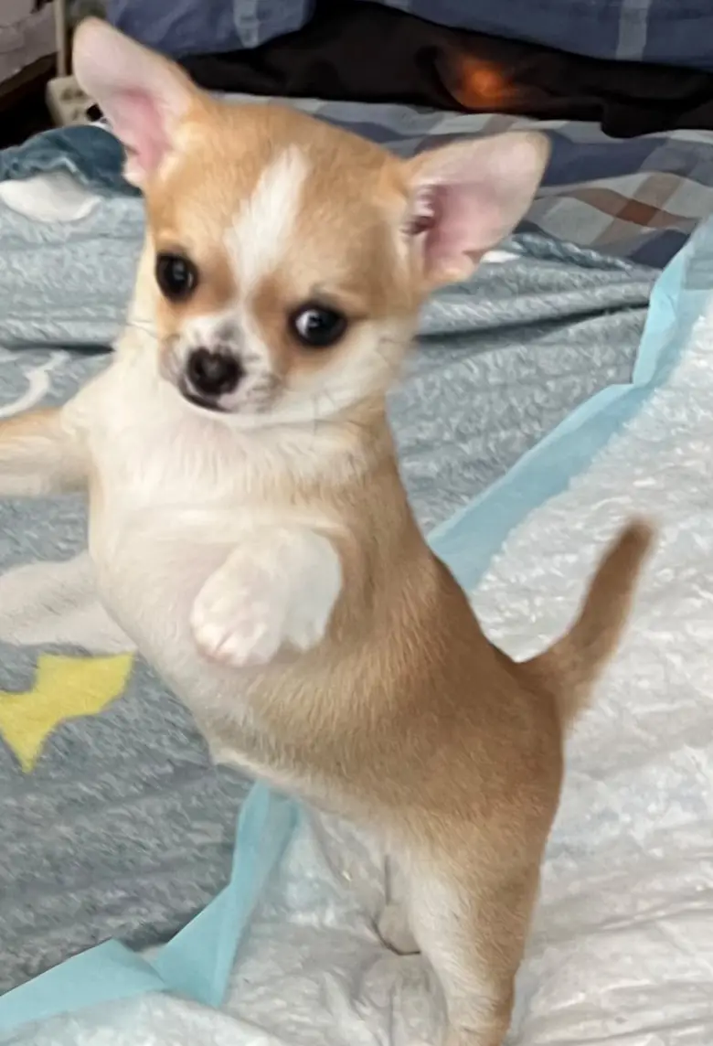 Casa del Ermitaño Venus, cachorra de Chihuahua crema y blanca, futura reproductora y ejemplar de exposición del criadero