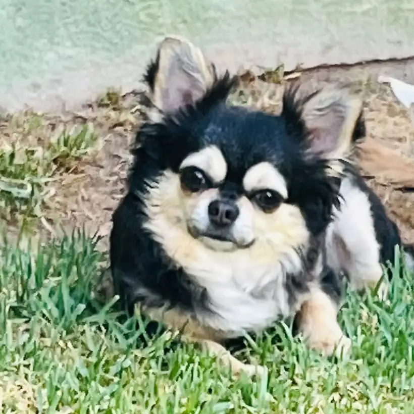 Casa del Ermitaño Waka-Waka, hembra reproductora de Chihuahua de pelo largo negro y fuego, con líneas americanas y rusas