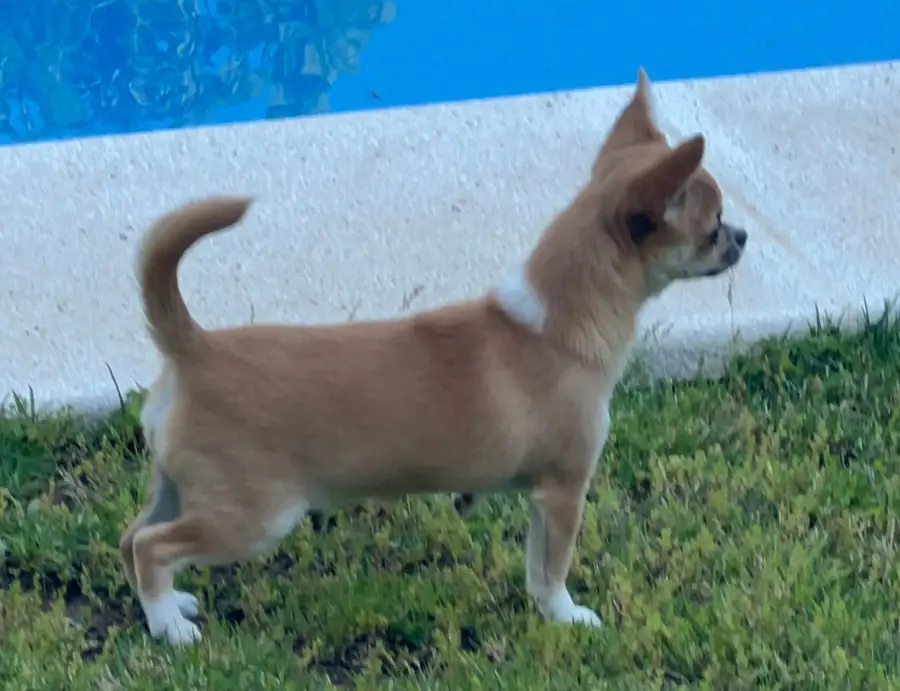 Casa del Ermitaño Wanda, cachorra de Chihuahua de pelo corto leonada, hermana de camada de Venus, futura reproductora