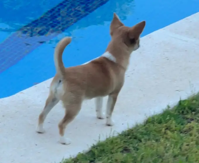 Casa del Ermitaño Wanda de perfil junto a la piscina, cachorra de Chihuahua del criadero en Barcelona
