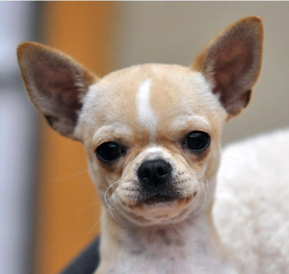 Chihuahua de pelo corto de cabeza de manzana del criadero Casa del Ermitaño en Barcelona