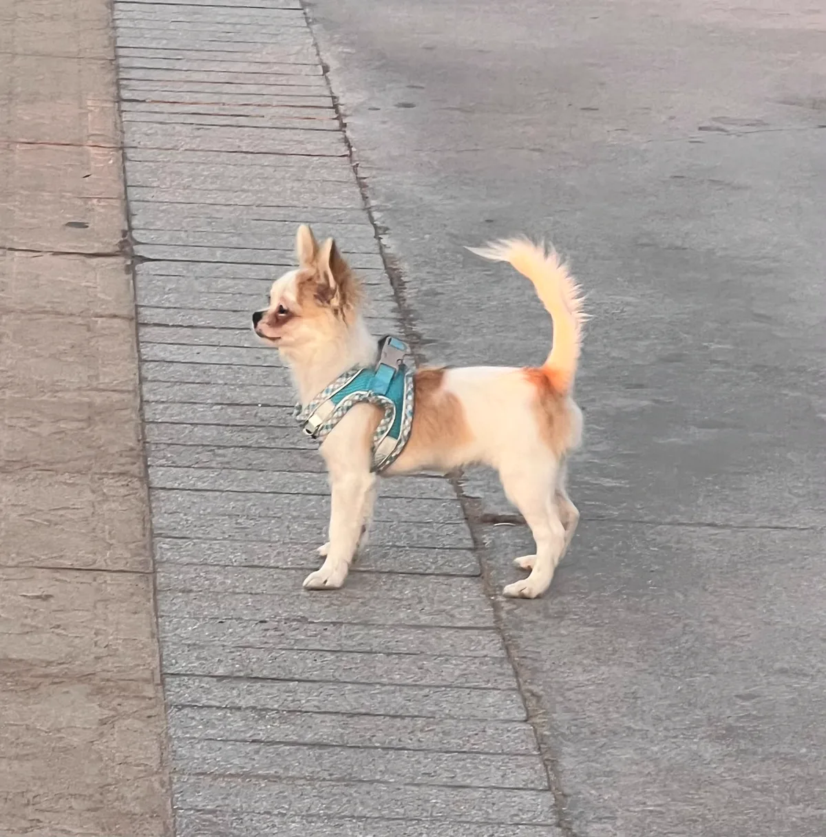 Casa del Ermitaño Kala, cachorra de Chihuahua de pelo largo blanca y crema, de paseo con arnés