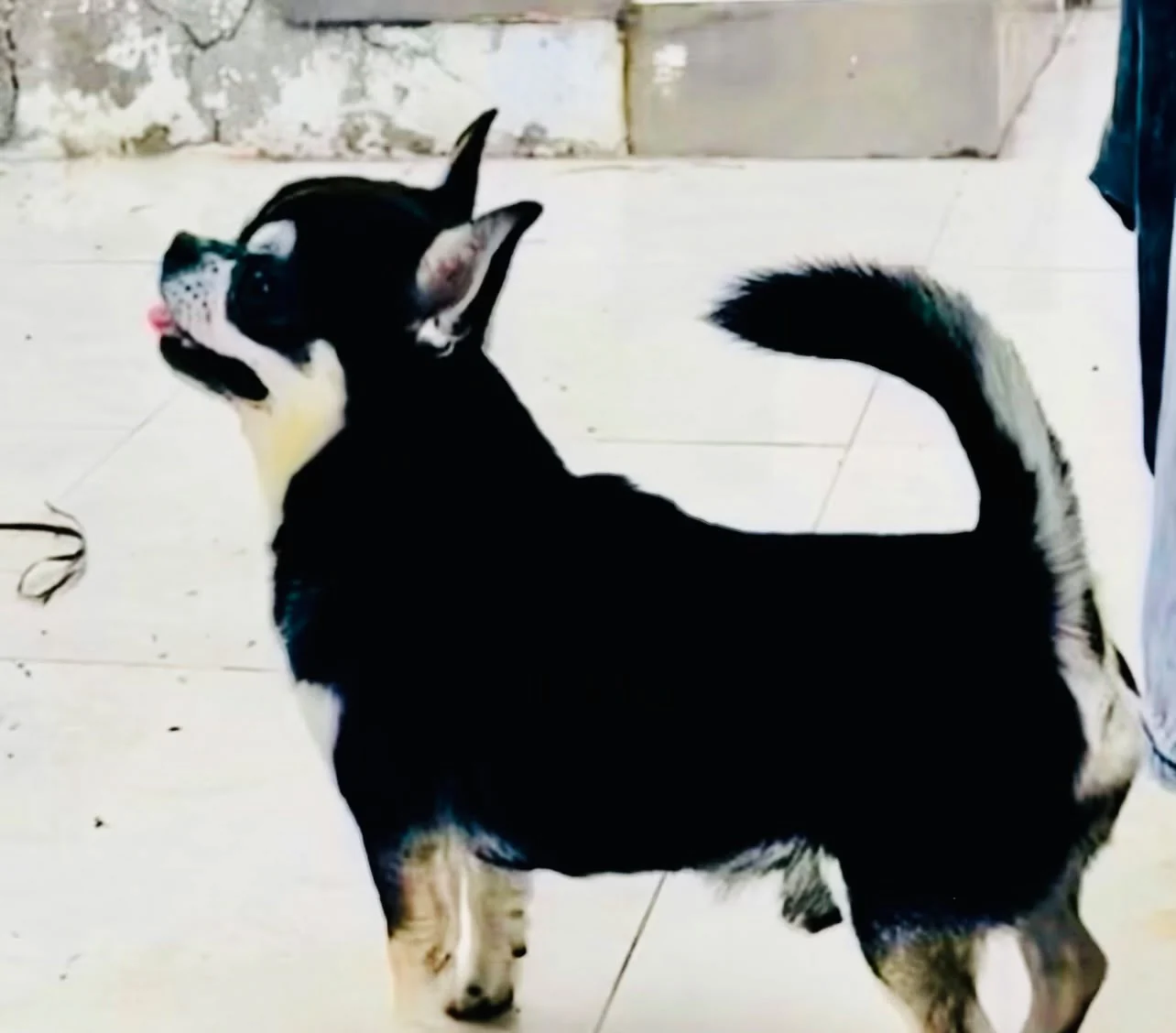 Multi Ch Casa del Ermitaño Razzle-Dazzle de perfil, mostrando la estructura y el tipo que transmite a sus cachorros