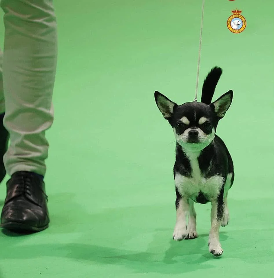 Multi Ch Casa del Ermitaño Razzle-Dazzle, Chihuahua de pelo corto negro y blanco, en el ring de una exposición de la Real Sociedad Canina