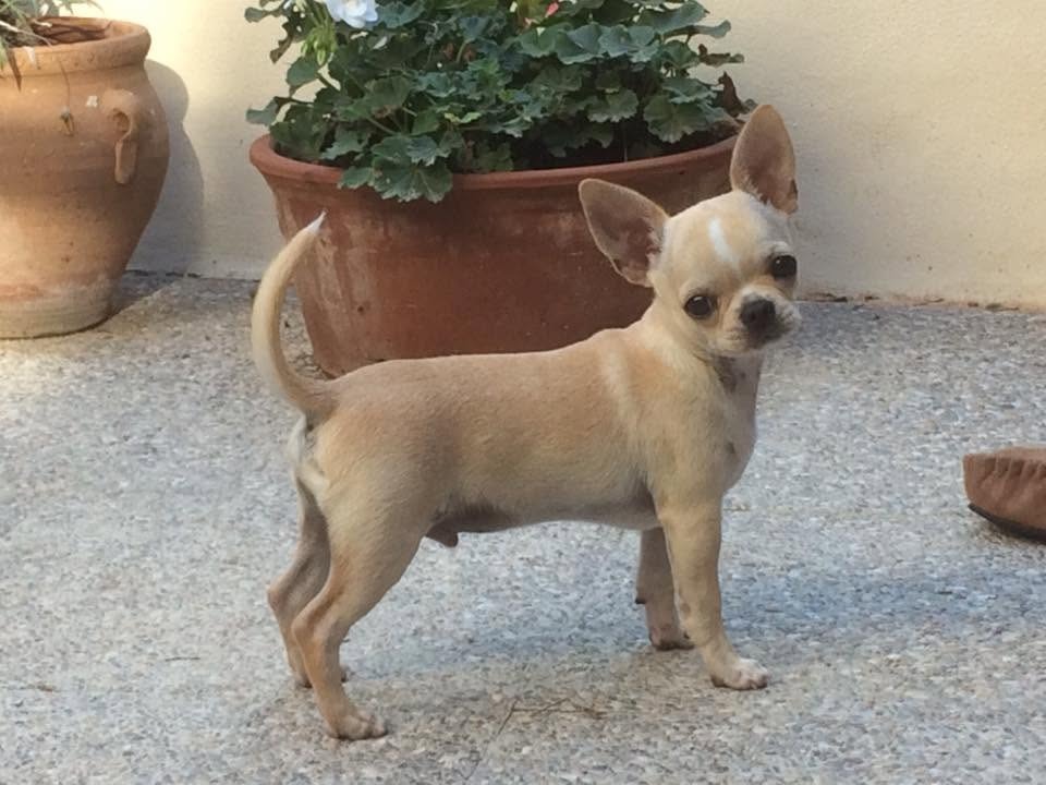 Chihuahua de pelo corto color fawn del criadero Casa del Ermitaño, Sitges y Garraf