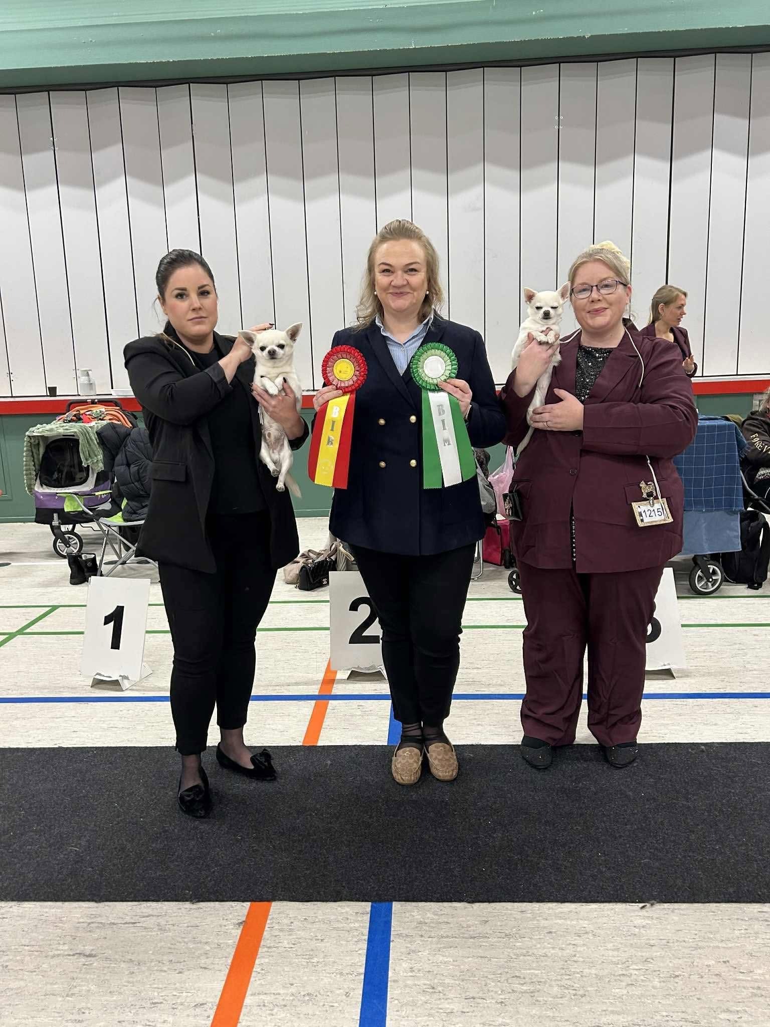 Chihuahua de Casa del Ermitaño, Best of Breed en Dinamarca 2025