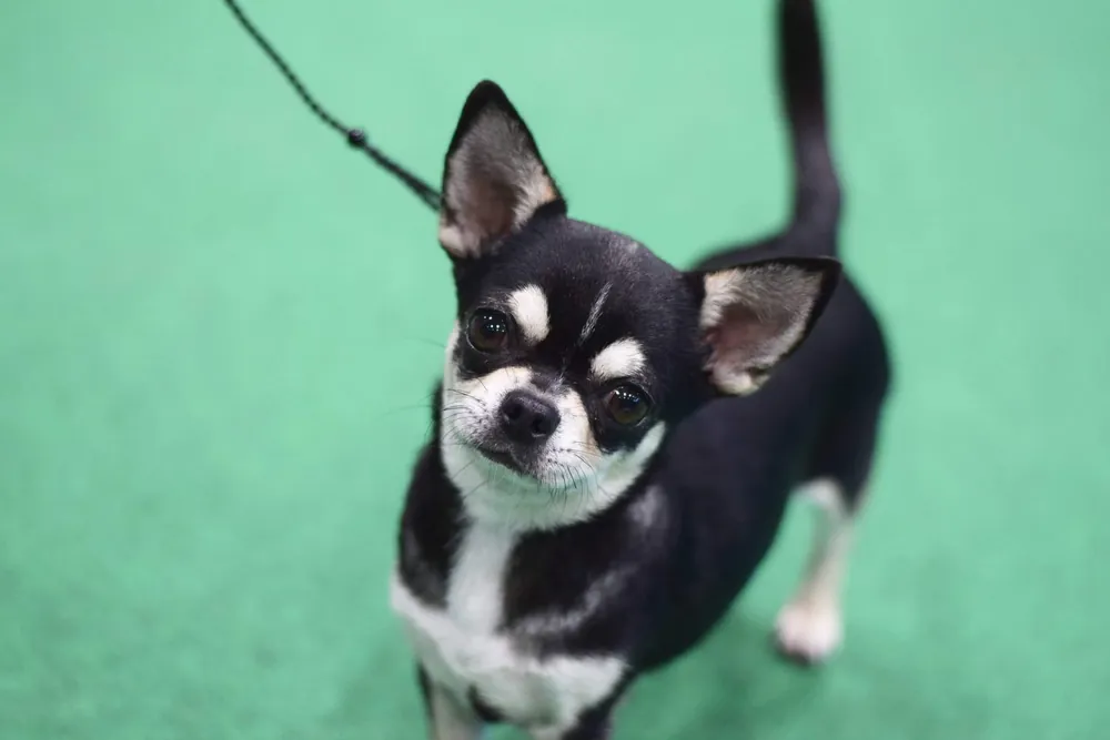 Razzle Dazzle De Casa Del Hermitaño, Chihuahua de pelo corto campeón de Reino Unido criado en Casa del Ermitaño, en exposición
