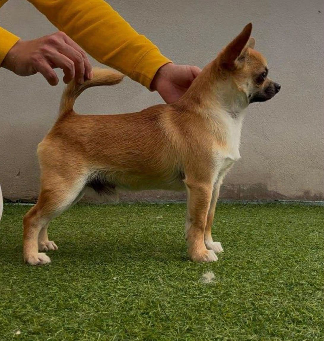 Chihuahua del Valle Cusco, semental de pelo corto con líneas americanas Dartan, disponible para monta en Barcelona