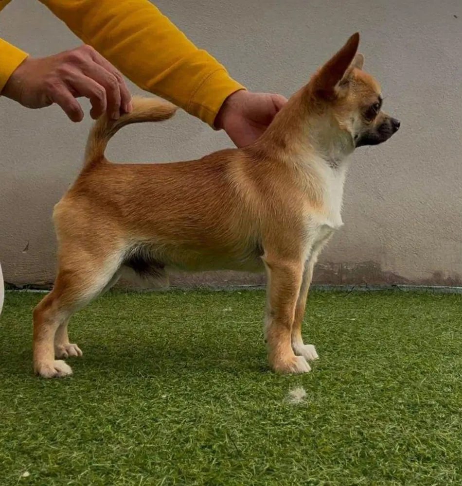 Chihuahua del Valle Cusco, semental de pelo corto con líneas americanas Dartan, disponible para monta en Barcelona