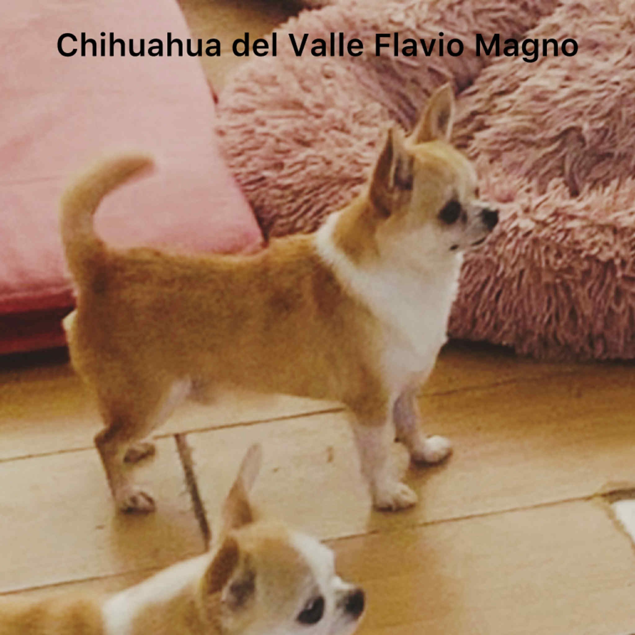 Chihuahua del Valle Flavio Magno, semental compacto de líneas Dartan, monta en Cataluña