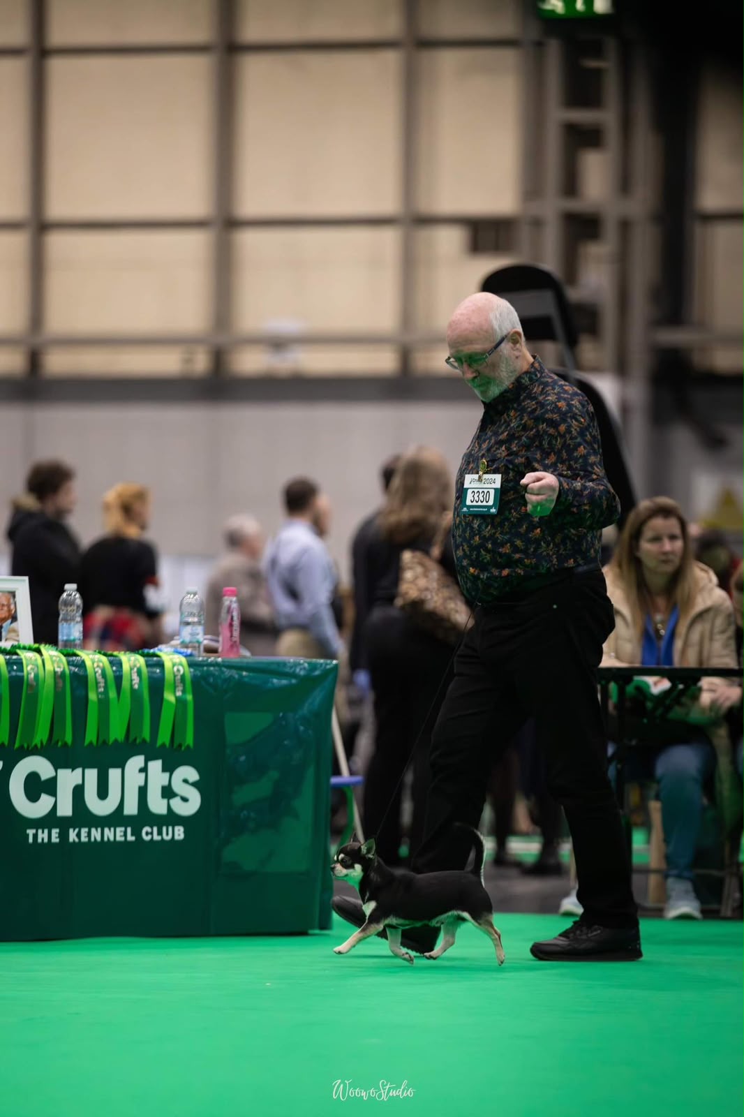Ch Razzle Dazzle De Casa Del Hermitano, Chihuahua Campeón de Reino Unido en Crufts 2024, disponible para monta